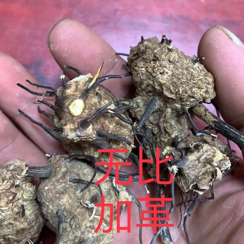 无比加革中药材泡酒料无比加革片，个子