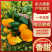 小叶蜜橘云南蜜橘产地直发皮薄多汁对接电商市场批发