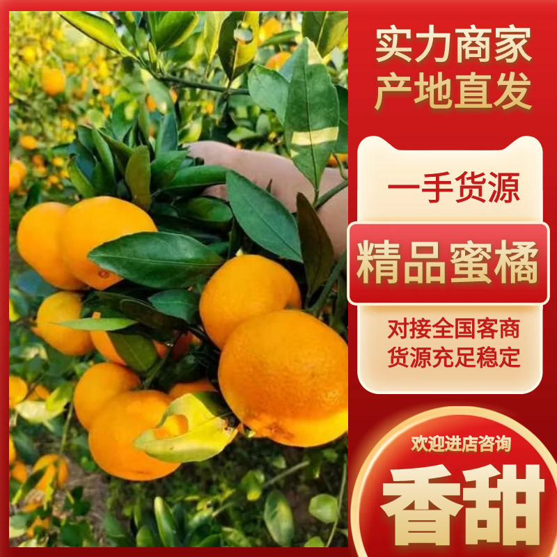 小叶蜜橘云南蜜橘产地直发皮薄多汁对接电商市场批发