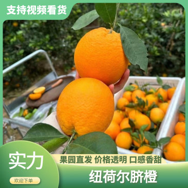 湖北纽荷尔脐橙大量上市基地直发现摘先发对接全国市场