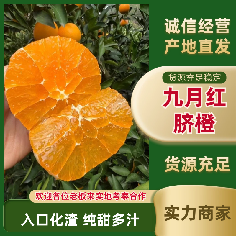 九月红脐橙果冻橙大量上市口感纯甜化渣对接电商市场社区