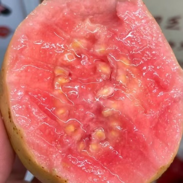 番石榴红心芭乐基地供应量大质优价格优惠一手货源