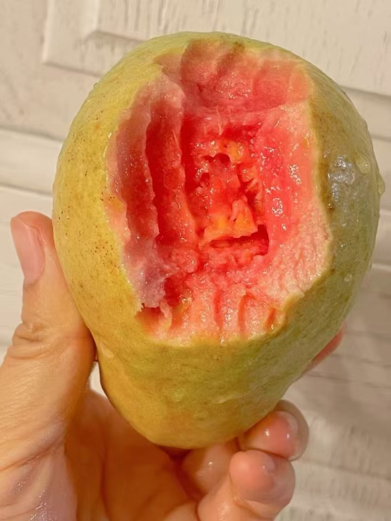 番石榴红心芭乐基地供应量大质优价格优惠一手货源