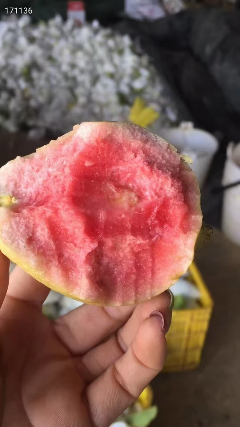番石榴红心芭乐基地供应量大质优价格优惠一手货源