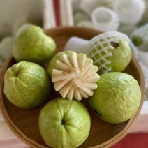白心番石榴基地供应量大质优支持视频看货