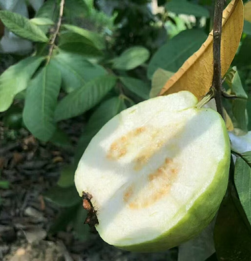 白心番石榴基地供应量大质优支持视频看货
