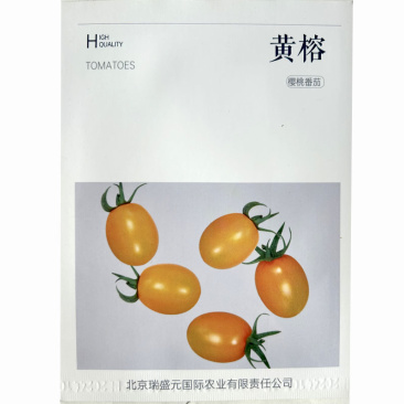 黄榕小黄番茄种子坐果集中小黄色结果多高产基地
