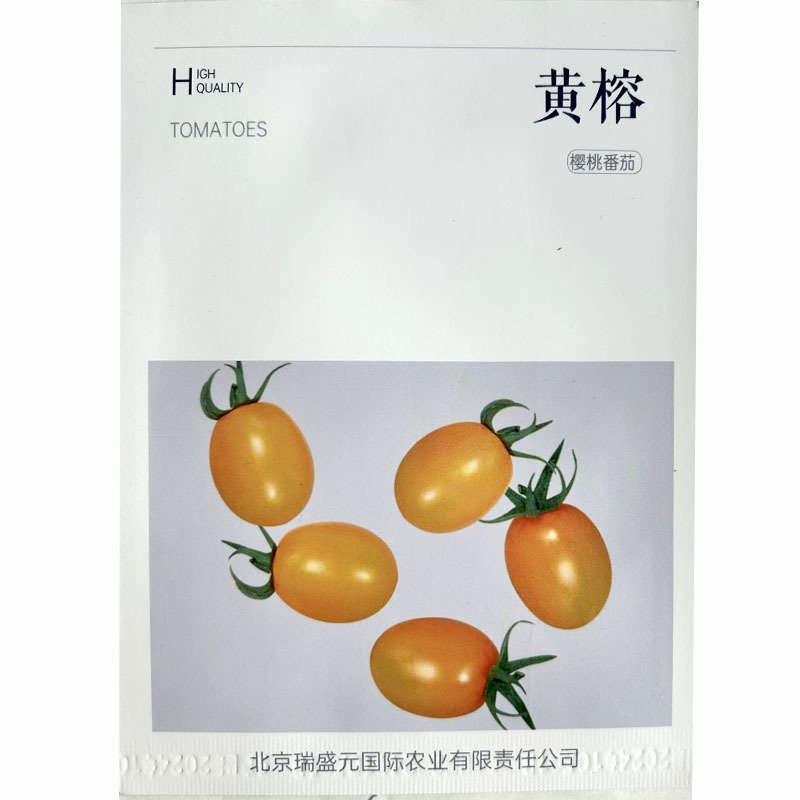 黄榕小黄番茄种子坐果集中小黄色结果多高产基地