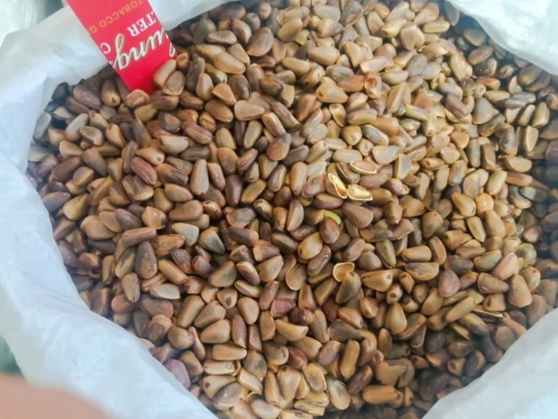 吉林开口松子上市品质保证颗粒饱满支持视频看货来电