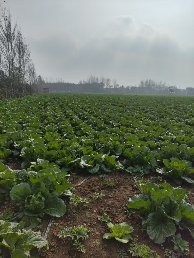 娃娃菜一手资源基地直发可视频看货
