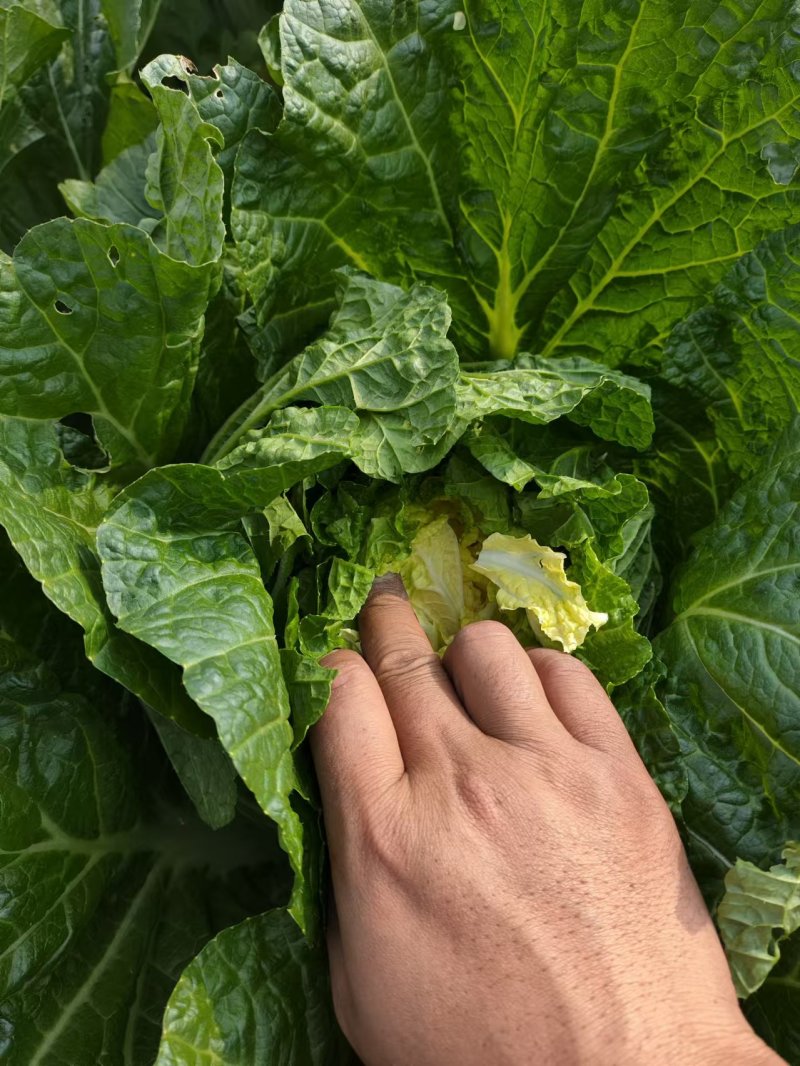 娃娃菜一手资源基地直发可视频看货