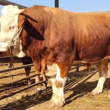 肉牛牛犊自家养殖西门塔尔牛成年肉牛