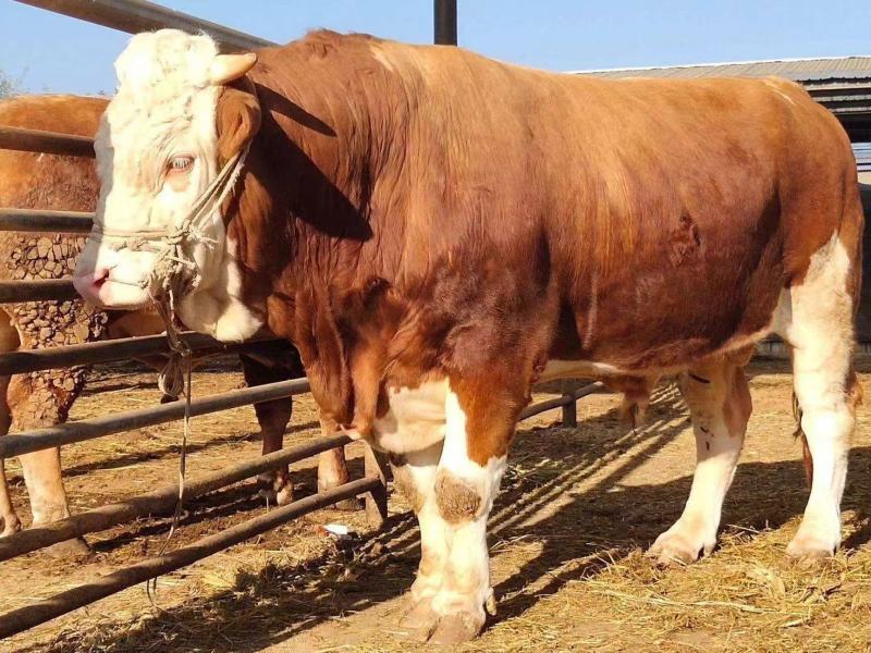 肉牛牛犊自家养殖西门塔尔牛成年肉牛