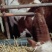 肉牛牛犊自家养殖西门塔尔牛成年肉牛