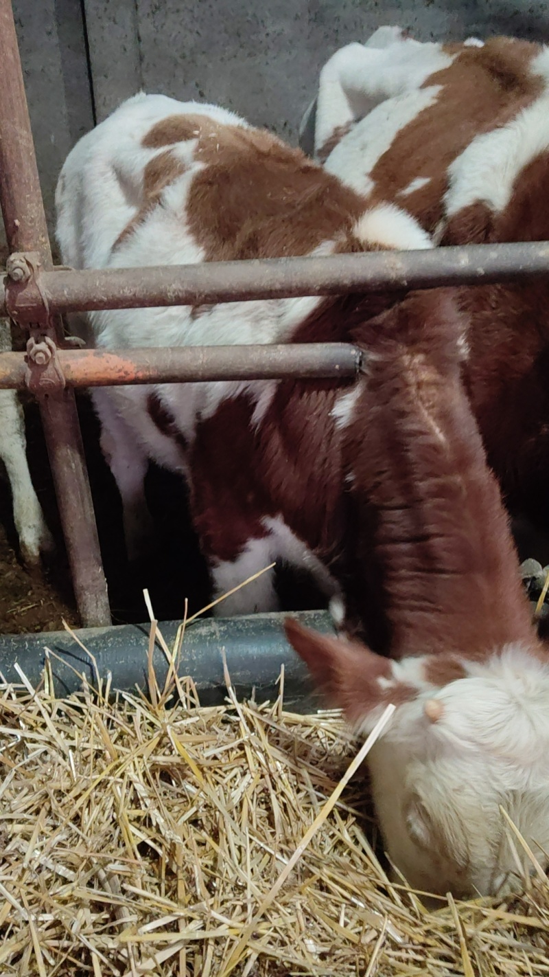 肉牛牛犊自家养殖西门塔尔牛成年肉牛