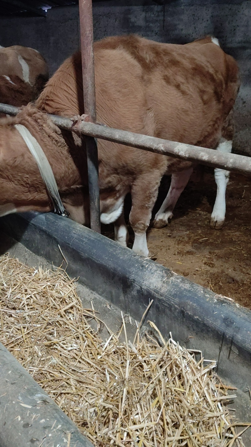 肉牛牛犊自家养殖西门塔尔牛成年肉牛