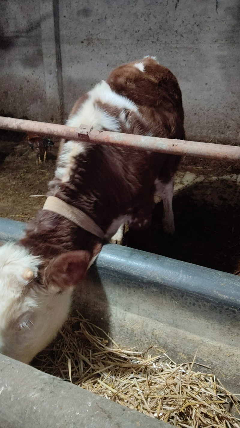 肉牛牛犊自家养殖西门塔尔牛成年肉牛