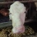 肉牛牛犊自家养殖西门塔尔牛成年肉牛