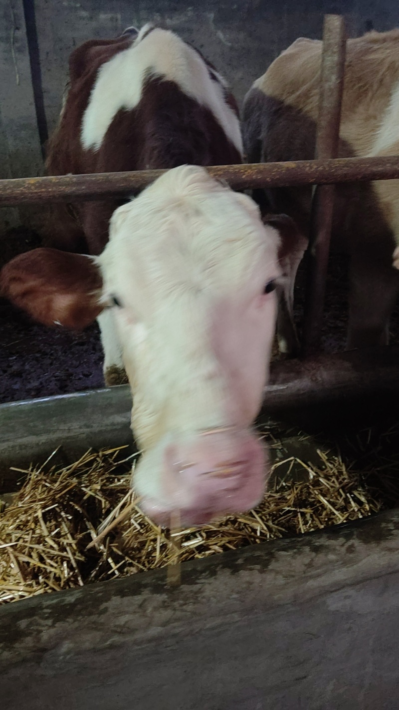 肉牛牛犊自家养殖西门塔尔牛成年肉牛