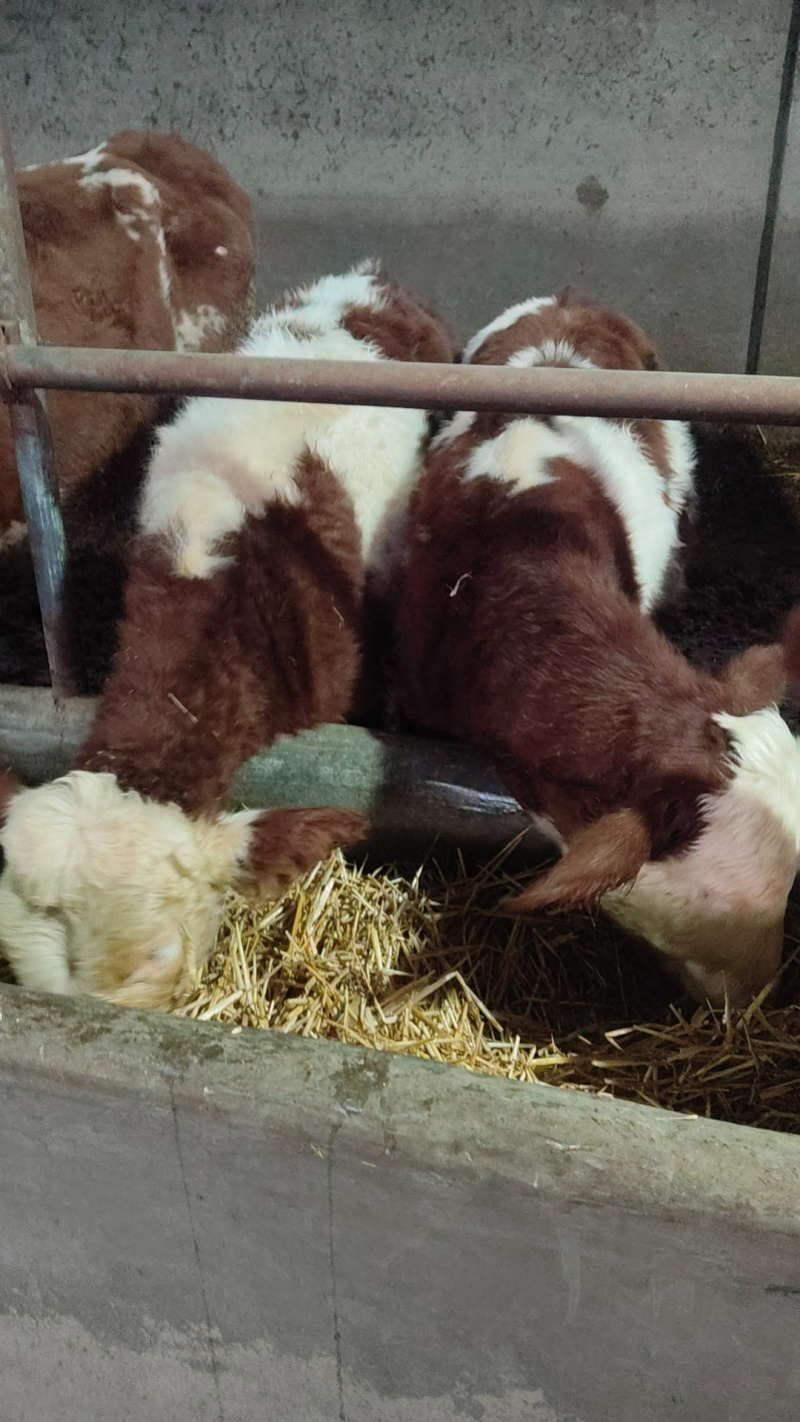 肉牛牛犊自家养殖西门塔尔牛成年肉牛