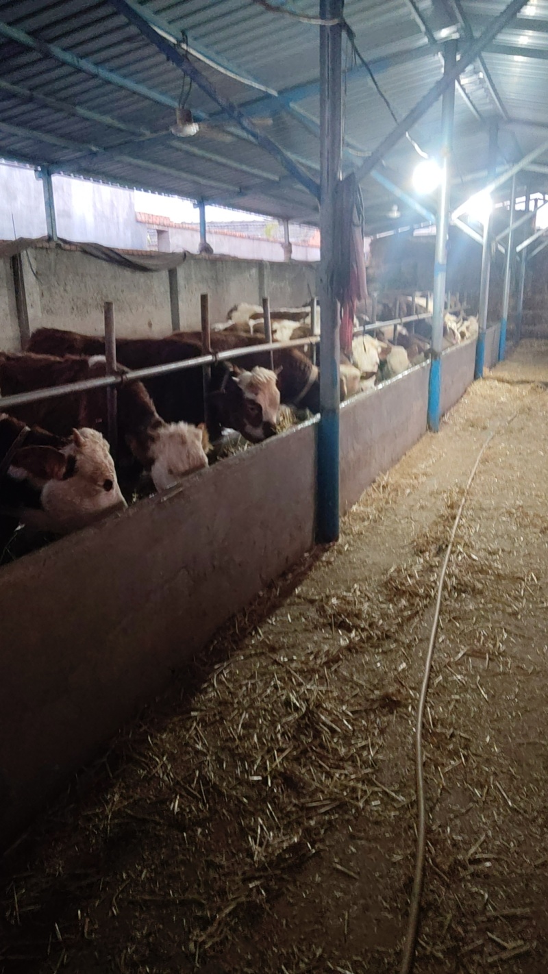 肉牛牛犊自家养殖西门塔尔牛成年肉牛