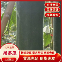 冬瓜海南吊冬瓜大量上市产地直发对接全国电商商超