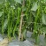 西双版纳二荆条大量上市现货现发