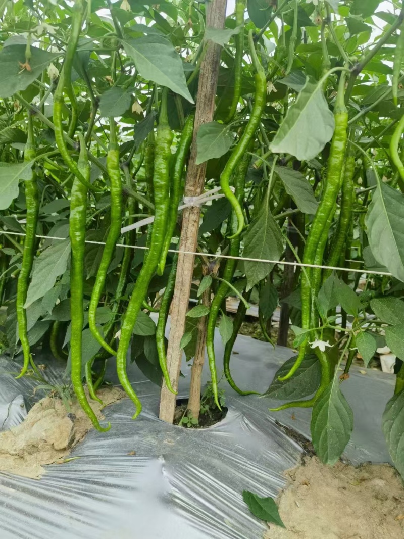 西双版纳二荆条大量上市现货现发