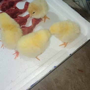小鸡仔禽畜种苗鸡苗厂家直供对接全国可视频看货