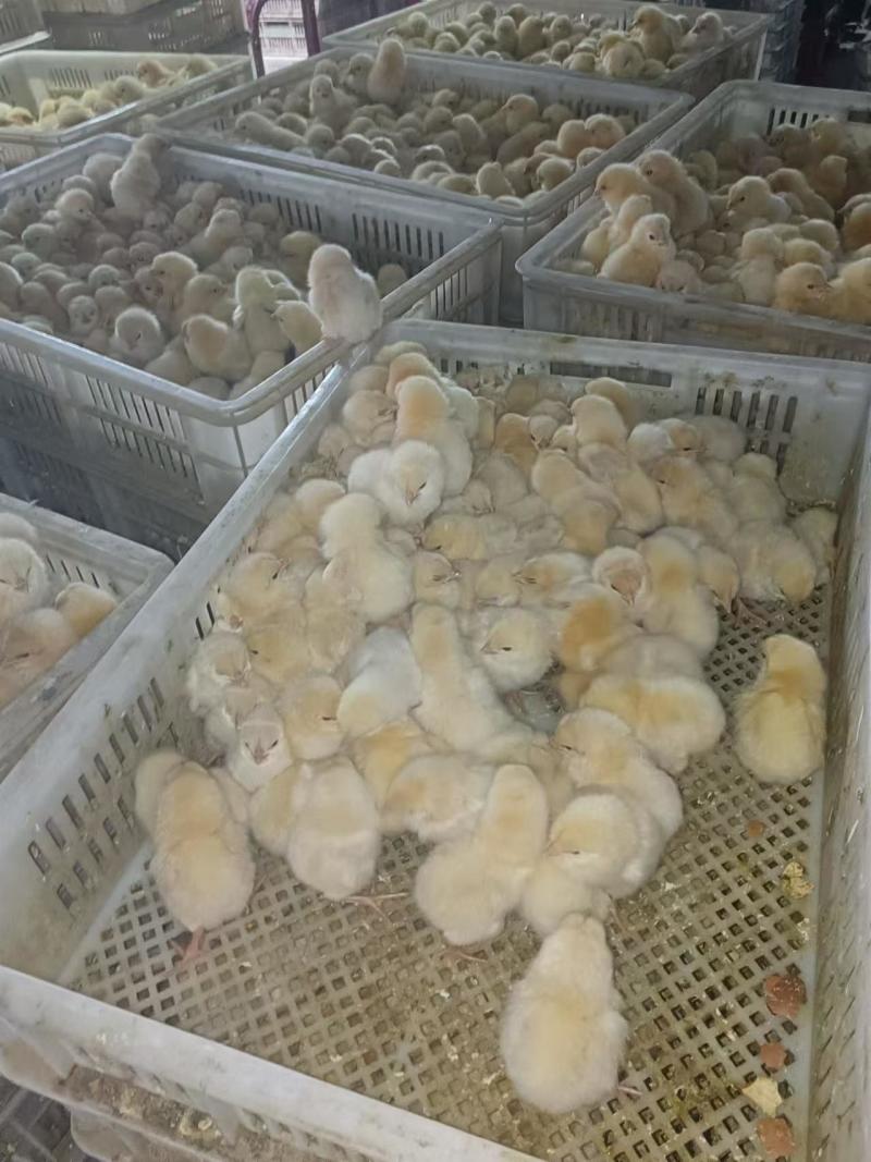小鸡仔禽畜种苗鸡苗厂家直供对接全国可视频看货