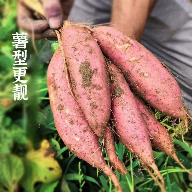 济薯一手货源量大价优产地直发对接全国各级市场欢迎致电咨询