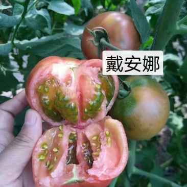 戴安娜番茄苗产地直发一手货源量大价优欢迎全国老板致电下单