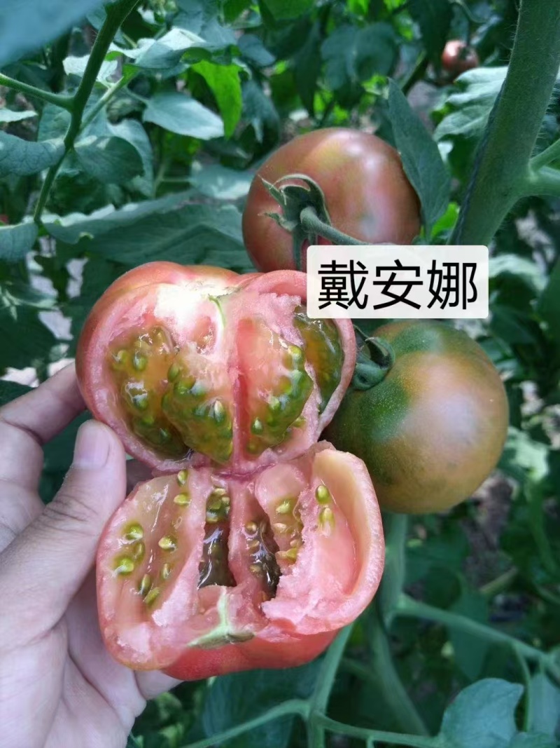 戴安娜番茄苗产地直发一手货源量大价优欢迎全国老板致电下单