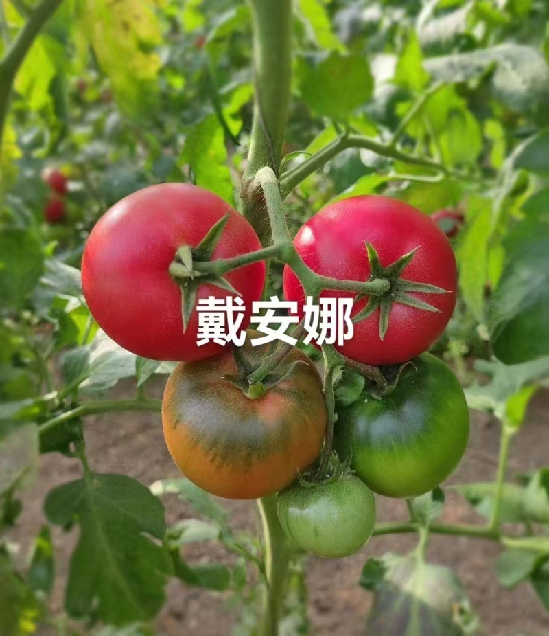 戴安娜番茄苗产地直发一手货源量大价优欢迎全国老板致电下单