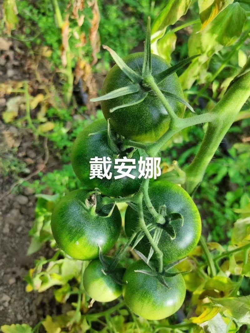 戴安娜番茄苗产地直发一手货源量大价优欢迎全国老板致电下单