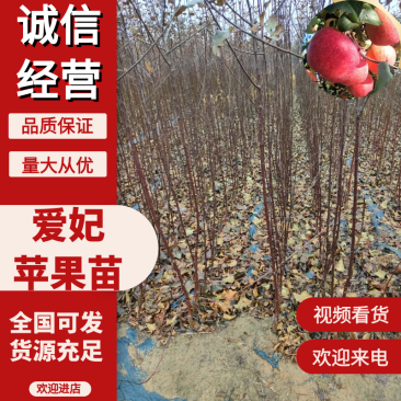 正宗新西兰爱妃苹果今年种明年果亩套一万个种植技术分享