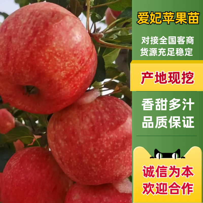 新西兰爱妃苹果苗嫁接矮化苹果树苗晚熟盆栽地栽种植果树苗