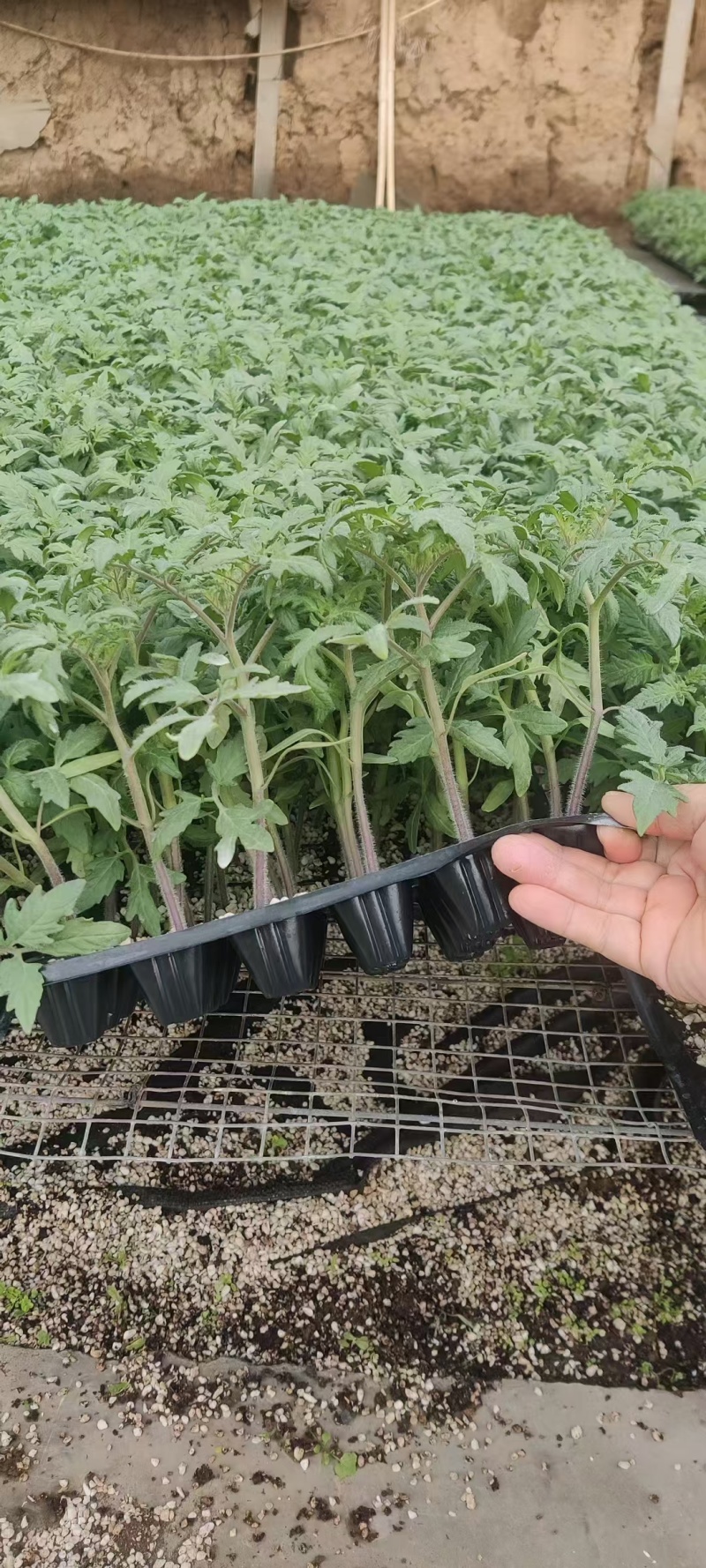草莓番茄苗炎春草莓番茄番茄基地直发一手货源保质保量