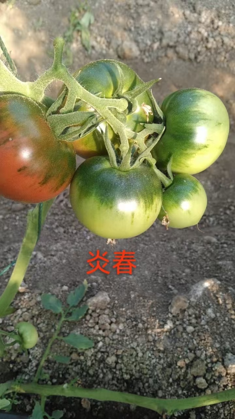 草莓番茄苗炎春草莓番茄番茄基地直发一手货源保质保量