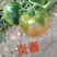 草莓番茄苗炎春草莓番茄番茄基地直发一手货源保质保量