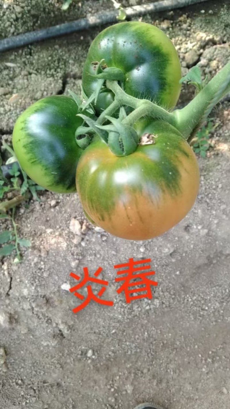 草莓番茄苗炎春草莓番茄番茄基地直发一手货源保质保量