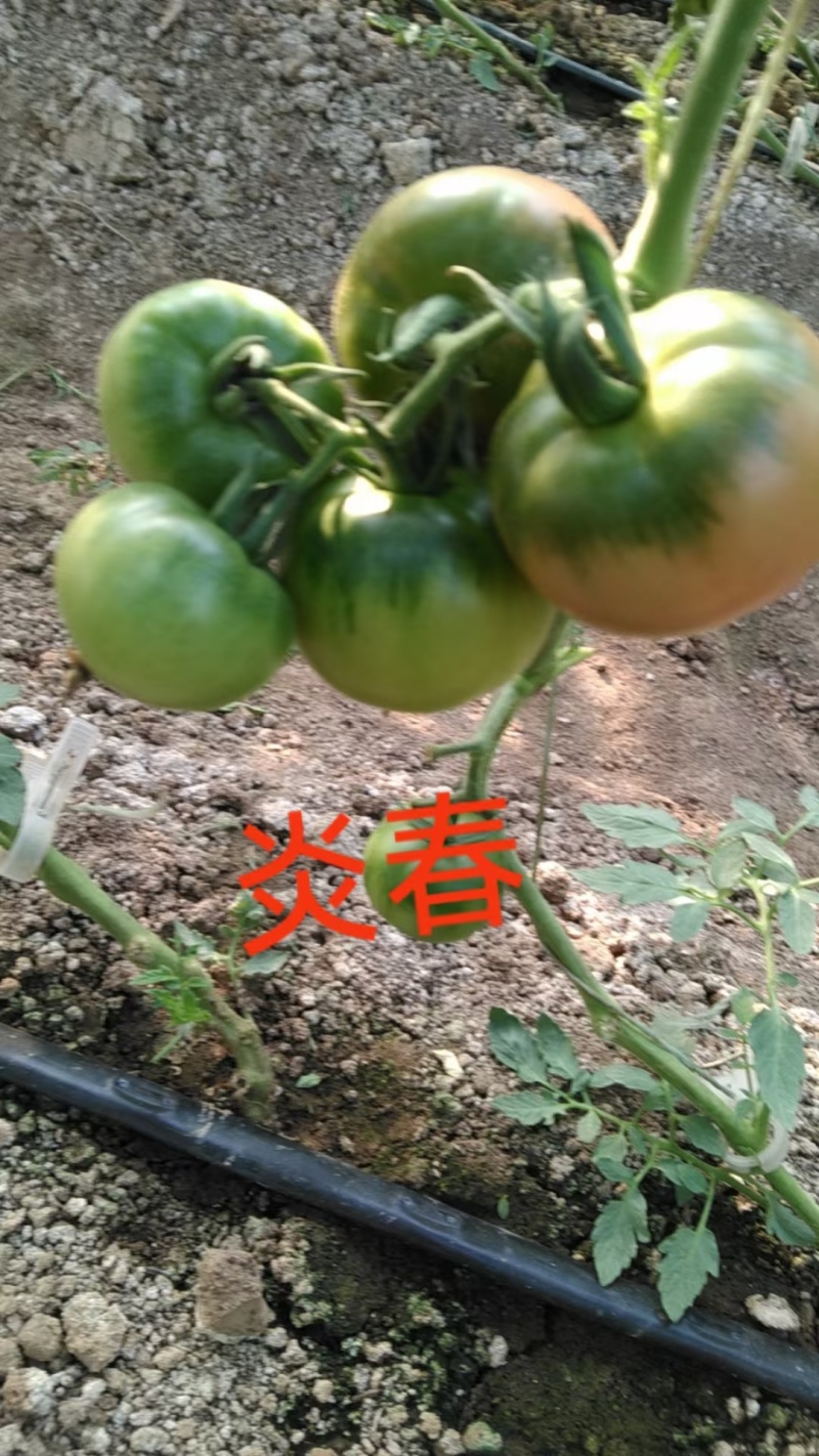 草莓番茄苗炎春草莓番茄番茄基地直发一手货源保质保量