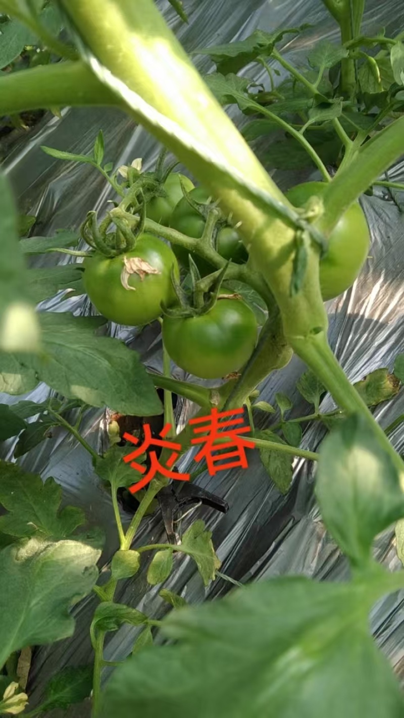 草莓番茄苗炎春草莓番茄番茄基地直发一手货源保质保量