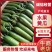 【牛商推荐】甘肃武威精品小黄瓜产地直发质量保障欢迎选购