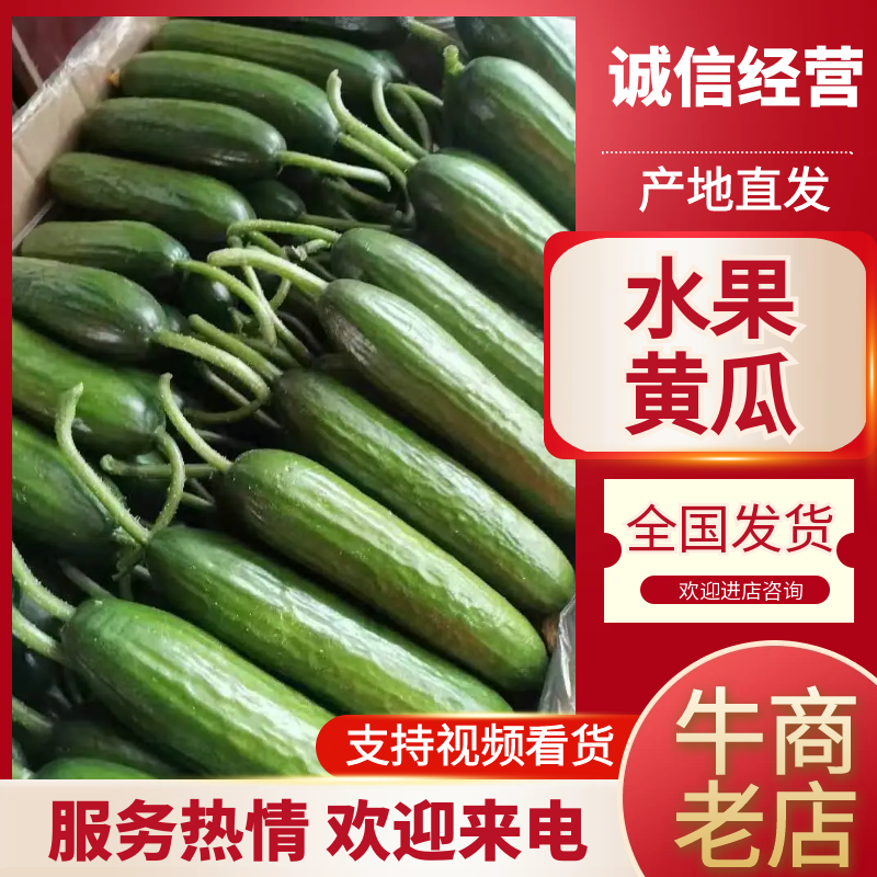 【牛商推荐】甘肃武威精品小黄瓜产地直发质量保障欢迎选购