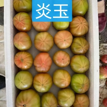 炎玉大果口感番茄基地直发一手货源量大价优欢迎老板致电咨询