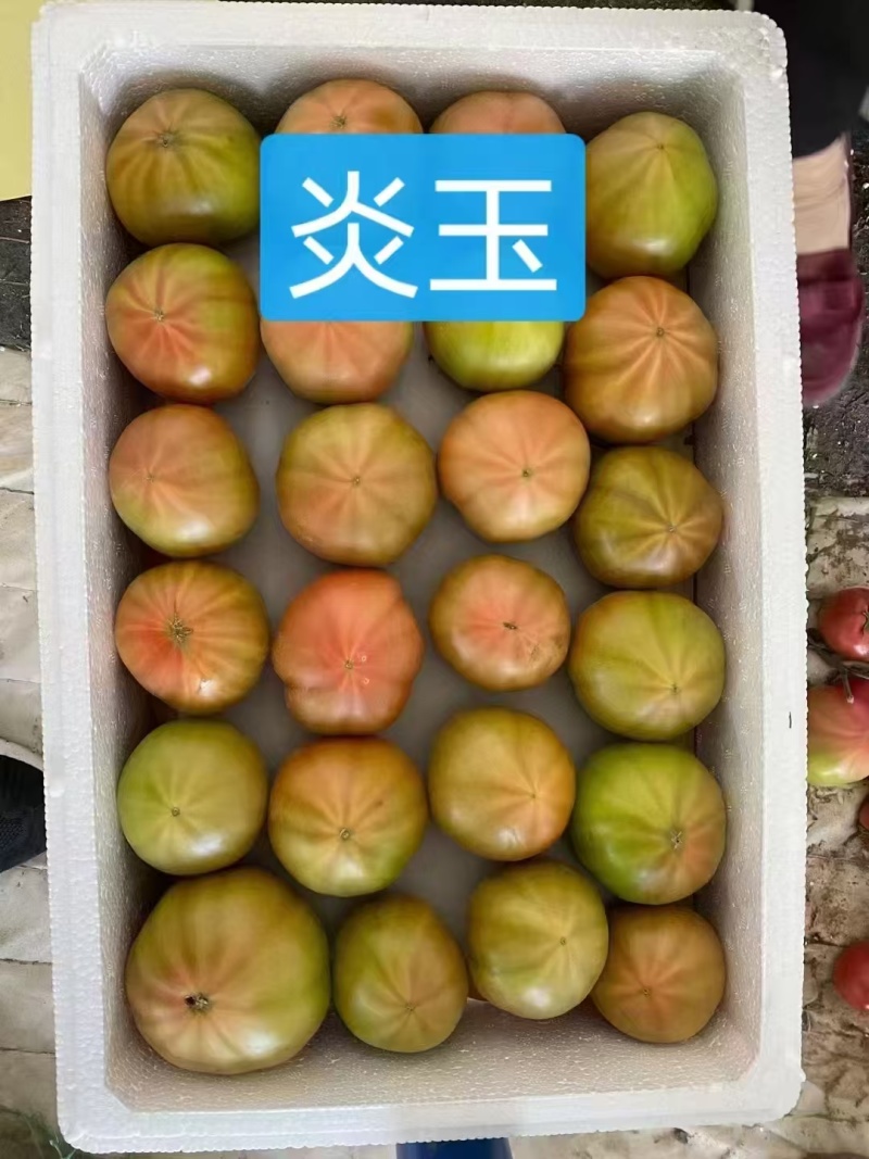 炎玉大果口感番茄基地直发一手货源量大价优欢迎老板致电咨询