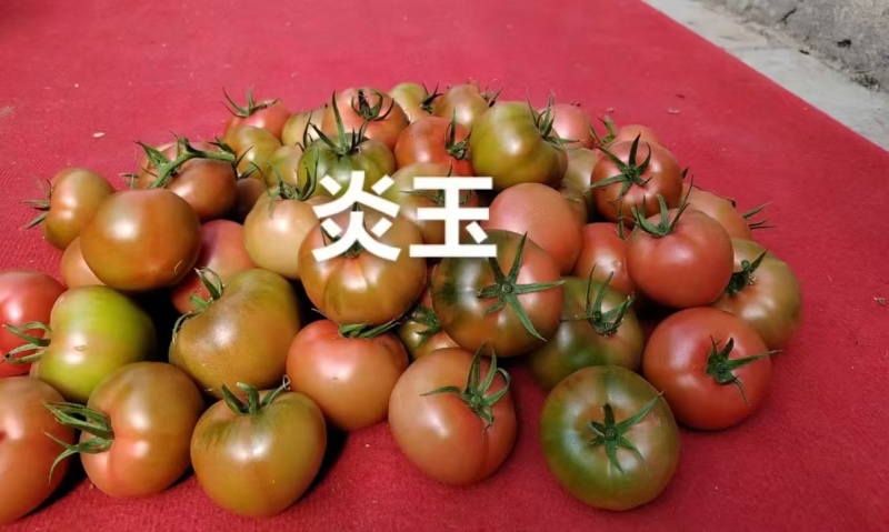 炎玉大果口感番茄基地直发一手货源量大价优欢迎老板致电咨询