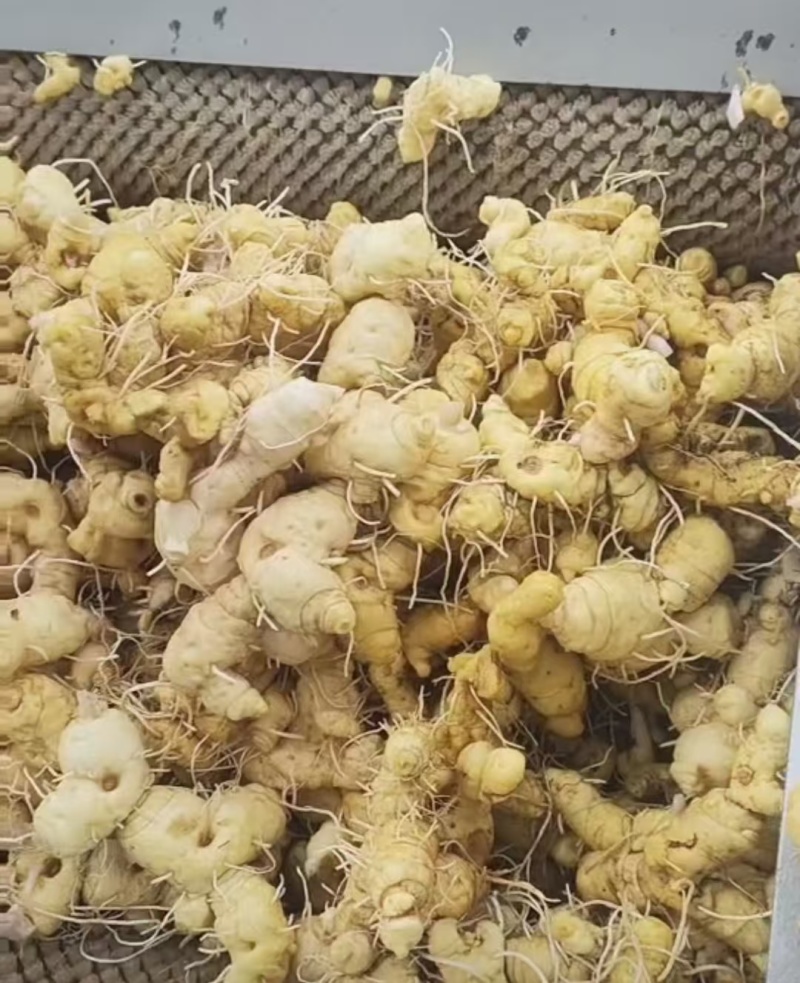 黄精膏产地直发手工制作质量保证可以视频看货
