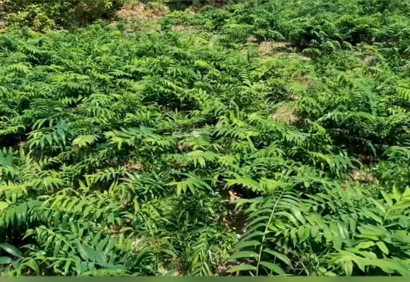 黄精膏产地直发手工制作质量保证可以视频看货